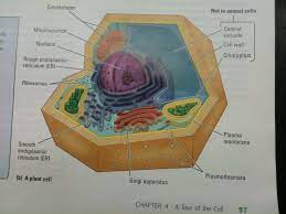 Check spelling or type a new query. Plant Vs Animal Cells Mr Calaski