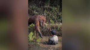 By contrast, human strength is mainly in our lower torso and legs. Orangutan In Borneo Offers Its Hand To Rescue A Man From Snake Infested Water Cnn