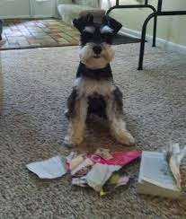 Black And Silver Miniature Schnauzer Breeders Ollie S In Trouble Black And Silver Miniature Schnauzer In 2020 Miniature Schnauzer Schnauzer Mini Schnauzer