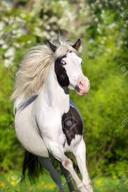 The main difference between a pinto and a paint horse is in the fact that the paint is a breed of horse. Beautiful Pinto Horse Run Fun In Spring Blossom Garden Landscape Stock Photo Picture And Royalty Free Image Image 121636834