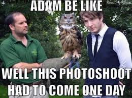 Owl City Memes On Owl City Owl Adam Young