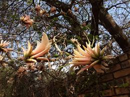 Image result for Erythrina abyssinica × lysistemon