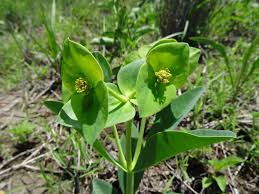 Image result for Euphorbia platycephala