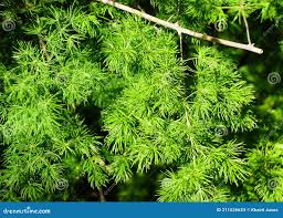 Image result for Asparagus macowanii