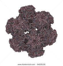 Image result for human papilloma virus