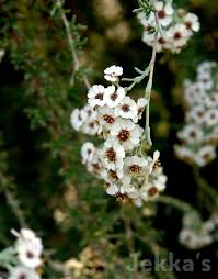 Image result for Eriocephalus