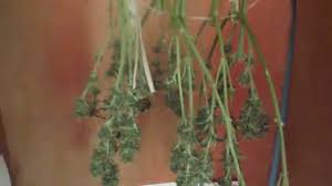 Northern lights weed is easy to cultivate and grow, making it relatively affordable. Harvest Time Drying Medical Cannabis Northern Lights Part 2 Youtube
