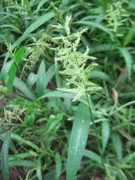 Image result for Isachne buettneri