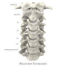 Maybe you would like to learn more about one of these? Cervical Part Of Columna Vertebralis