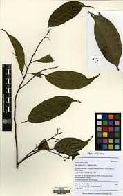 Image result for Coula