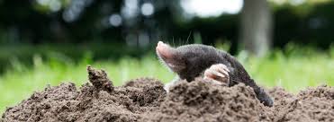Pest control service · home and garden shop. How To Get Rid Of Moles Ehrlich Pest Control