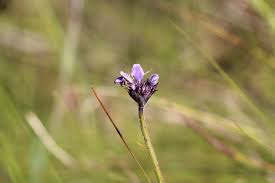 Image result for Blepharis diversispina