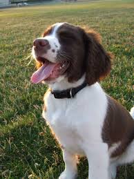 Black And White Short Hair English Springer Spaniel English Springer Spaniel Hondenrassen Honden Springer Spaniel