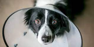What To Expect After Neutering Or Spaying Your Dog