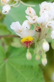 Image result for Sparrmannia