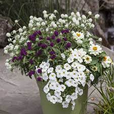 Gomphrena Hybrid Pinball Gomphrena From Sakata Ornamentals Container Gardening Container Gardening Flowers Container Flowers