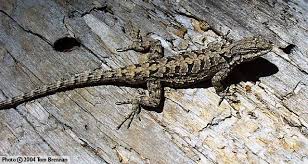 Arizona Lizard Black And White Tail Ornate Tree Lizard Urosaurus Ornatus Reptiles Of Arizona Lizard Like A Cat Ornate