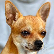 We did not find results for: Chihuahua Tear Stains Causes Prevention And Treatment