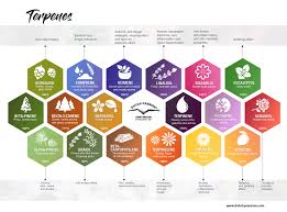 Everything You Need To Know About The Terpenes Found In