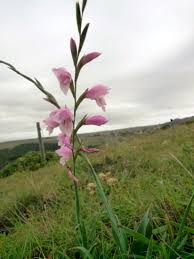 Image result for Gladiolus crassifolius