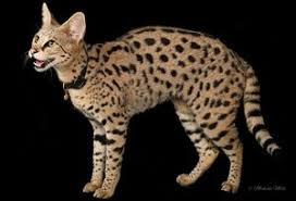 Serval kittens for sale in tennessee united states. Savannah Cat Size Diet Temperament Price Cat Breeds Savannah Cat Savannah Chat