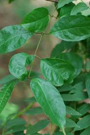 Image result for Gnetum africanum