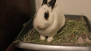 Try the suggestions below or type a new query above. Cara Merawat Kelinci Dengan Baik Agar Berumur Panjang Citizen6 Liputan6 Com