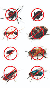With our extensive branch network in hyderabad, a rentokil pci pest control expert is always near you. Pest Control Services In Hyderabad Pest Control Services In Belgaum
