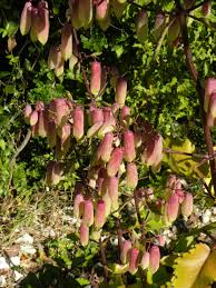 Image result for Kalanchoe pinnata