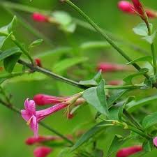 Image result for Jasminum beesianum