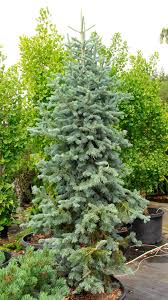 Image result for Inga