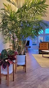 The best way to prevent a palm tree from getting too tall for its environment is to cultivate a dwarf palm. How To Care For An Indoor Majesty Palm How To Quickly Recognize Treat Signs Of A Dying Majesty Palm Sundaze Saltair