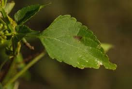 Image result for Basilicum polystachyon