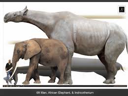 Size Comparison Of A 6 Ft Man To An African Elephant And To Indricotherium A K A Paraceratherium The Lar Ancient Animals Extinct Animals Prehistoric Animals
