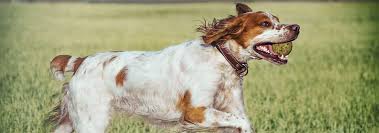 Maybe you would like to learn more about one of these? Brittany Dog Breed Facts And Personality Traits Hill S Pet