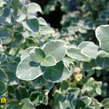 Image result for Euonymus fortunei
