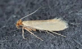 I may spray them if there's more in another get attracted to the yellow colour and soon as they touch the trap, they are stuck for good, when you brush them, they can land on the soil and just find. How To Get Rid Of Moths In Car
