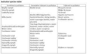 Water Bug Classification Stem Lyndale Secondary College