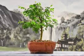 Free delivery to most parts of the uk. Bonsai Trees Wigert S Bonsai