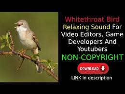 Relaxing White Throat Bird Sound Non Copyright Free Download For Editors Youtubers Game Developers Youtube Youtubers Sound Free Sound Effects