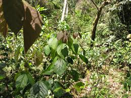 Image result for Agelaea pentagyna