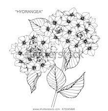 Bouquet Hydrangea Flowers Drawing Sketch Lineart Stock Vector Royalty Free 675045886 Flower Drawing Hydrangea Tattoo Floral Drawing