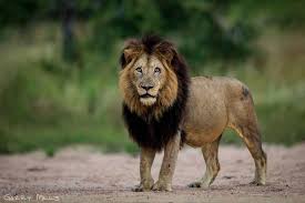 This photo is taken in kenya, masai mara in africa and is in black and white. Lions Of Africa Posts Facebook