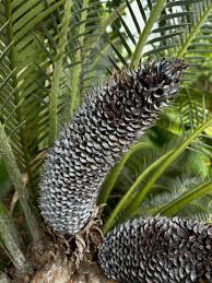 Image result for Synsepalum muelleri