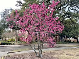 Washington dc's cherry blossoms bloom in the spring, typically sometime around the end of march through early april. Cherry Trees Symbolize Friendship Beauty