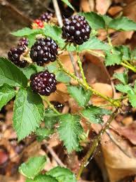 Image result for Rubus