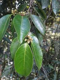 Image result for Chaetocarpus