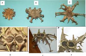 Image result for Harpagophytum procumbens