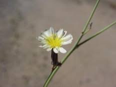 Image result for Launaea intybacea