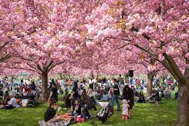 Secara umum, bunga sakura selalu mekar mulai akhir bulan maret hingga pertengahan bulan mei setiap tahunnya. Hanami Tradisi Jepang Sambut Mekarnya Bunga Sakura Travel Pelopor Paket Tour Wisata Halal Dunia